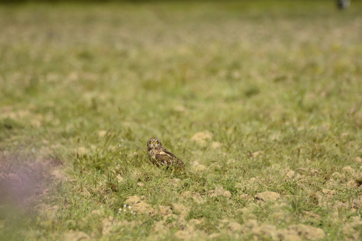 Short-eared Owl - ML619733393