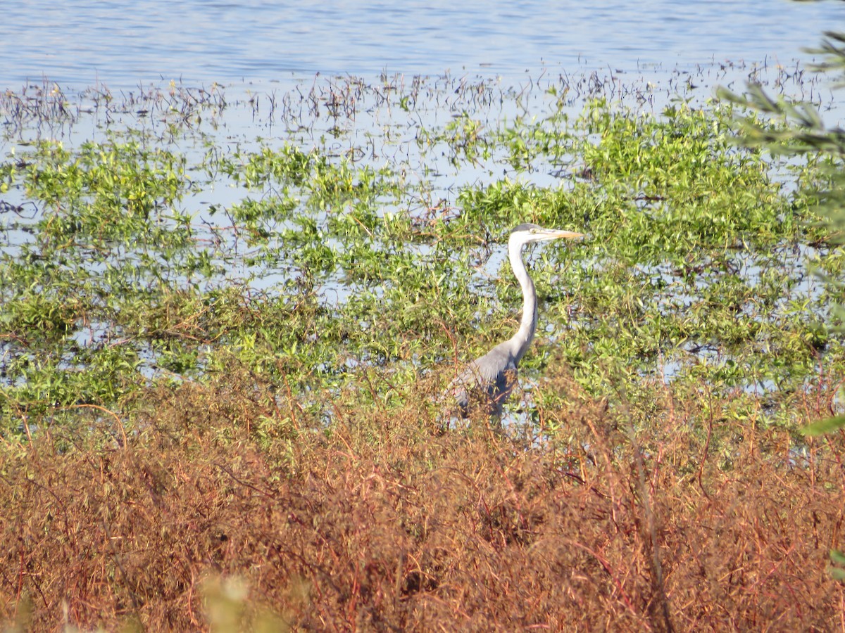 Cocoi Heron - Andrea Vergara Diaz