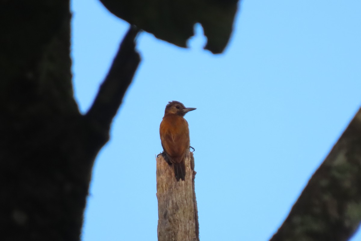 Smoky-brown Woodpecker - ML619733413