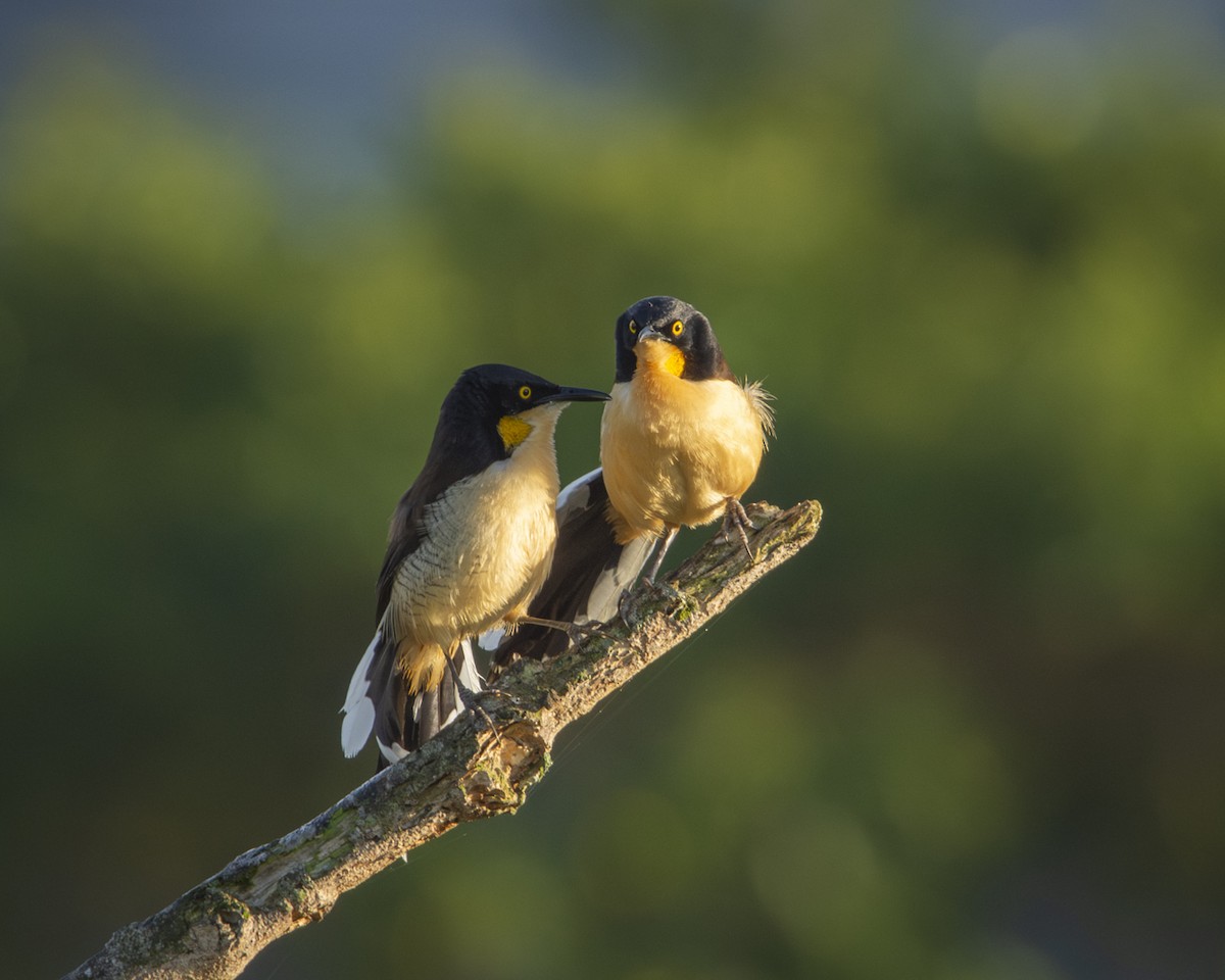 Black-capped Donacobius - ML619733418