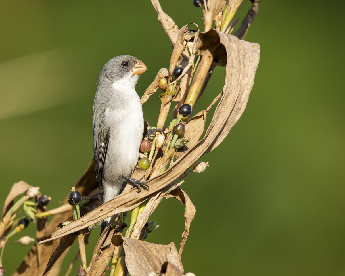 White-bellied Seedeater - ML619733434