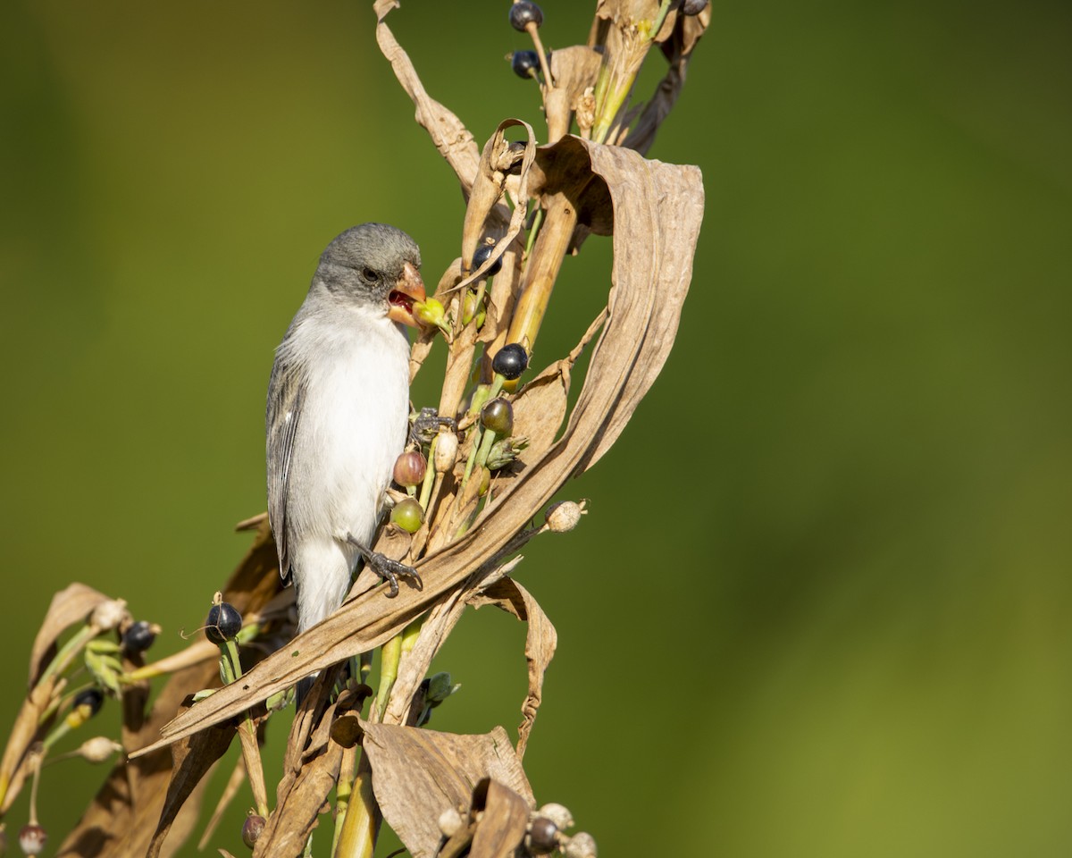 White-bellied Seedeater - ML619733435