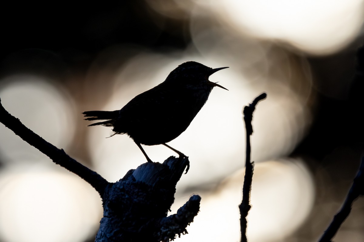 Eurasian Wren - ML619733465