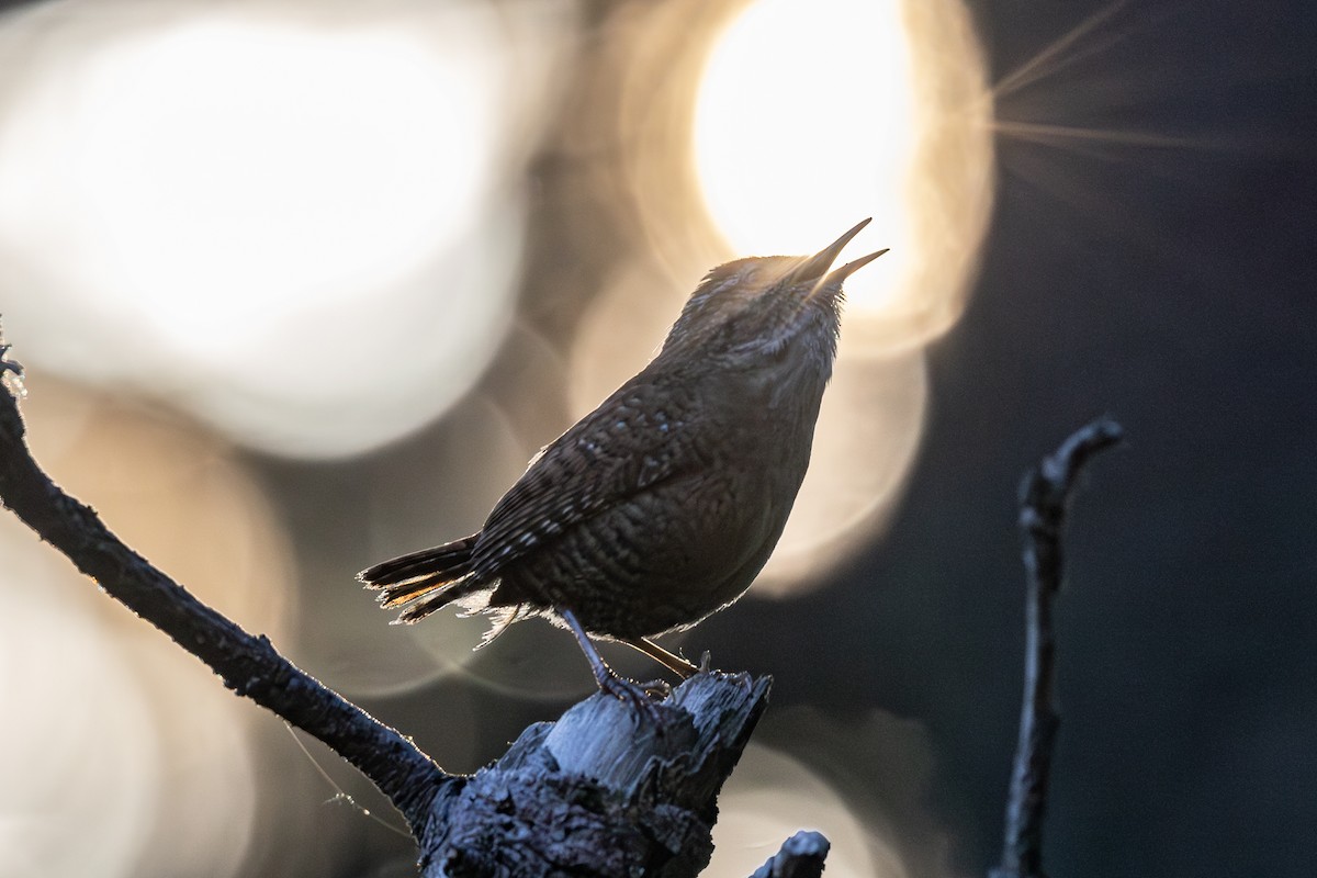 Eurasian Wren - ML619733466