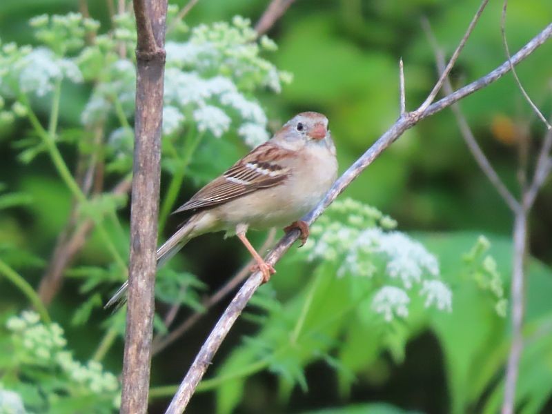 Field Sparrow - ML619733472