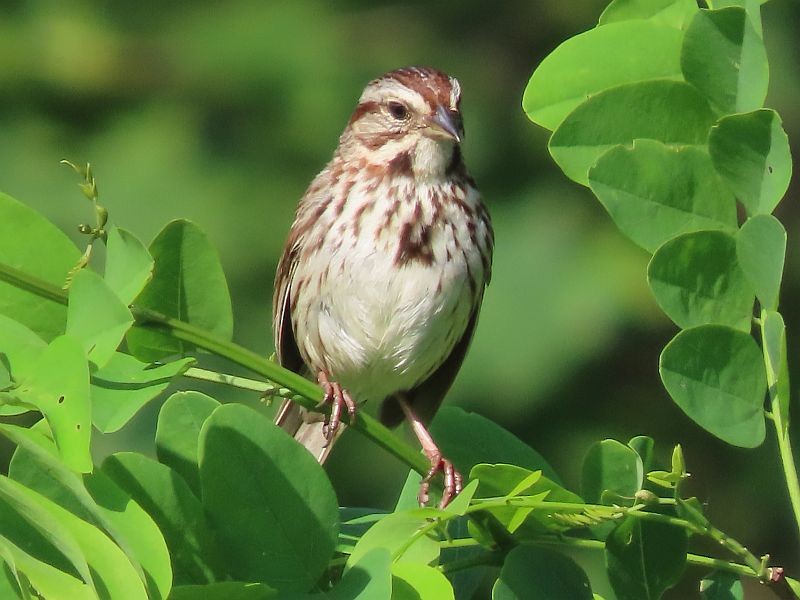 Song Sparrow - ML619733490