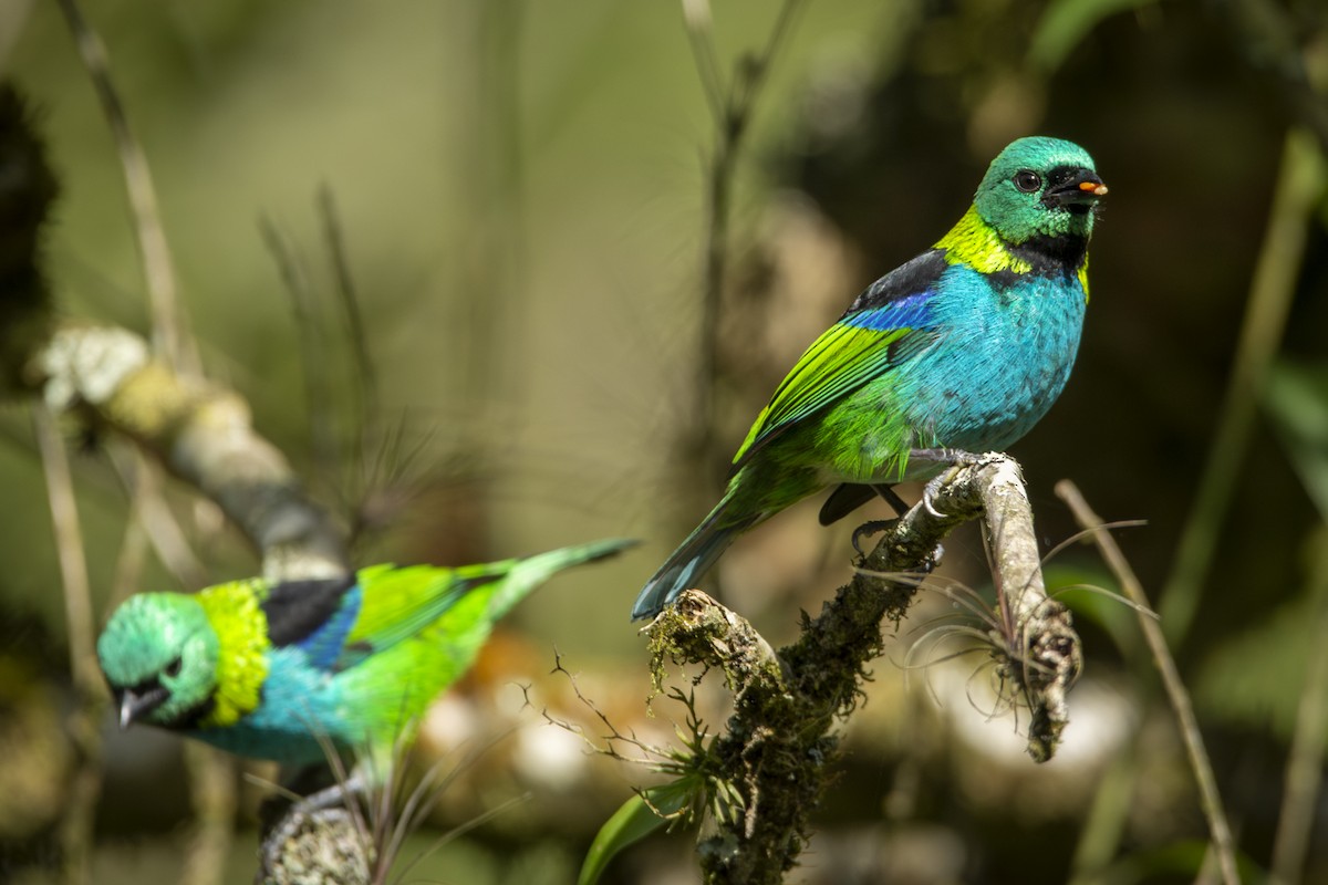 Green-headed Tanager - ML619733496