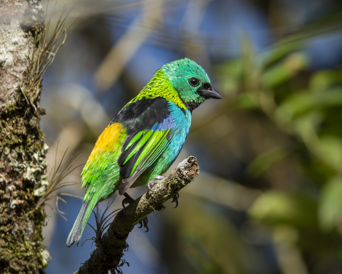Green-headed Tanager - ML619733497