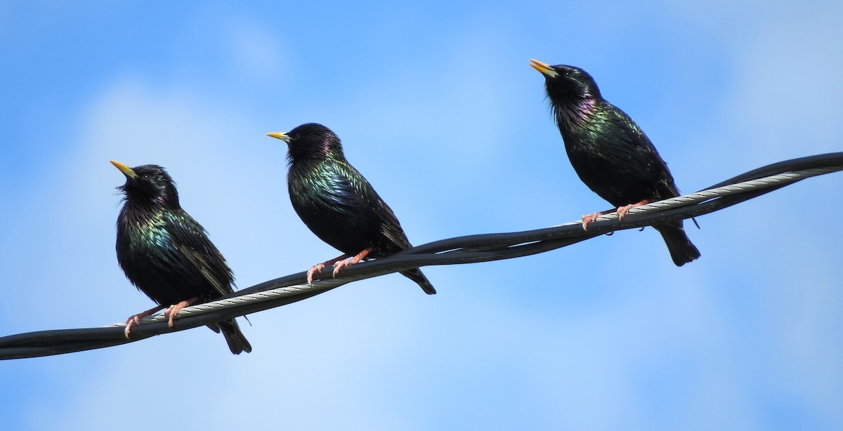 European Starling - ML619733511