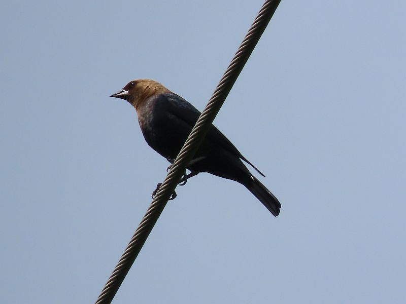 Brown-headed Cowbird - ML619733522