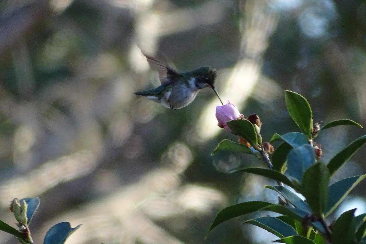 Calliope Hummingbird - ML619733532