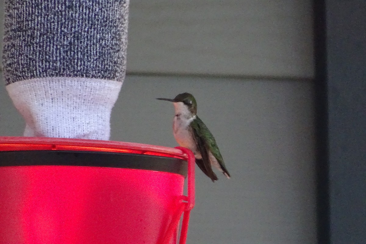 Calliope Hummingbird - ML619733535