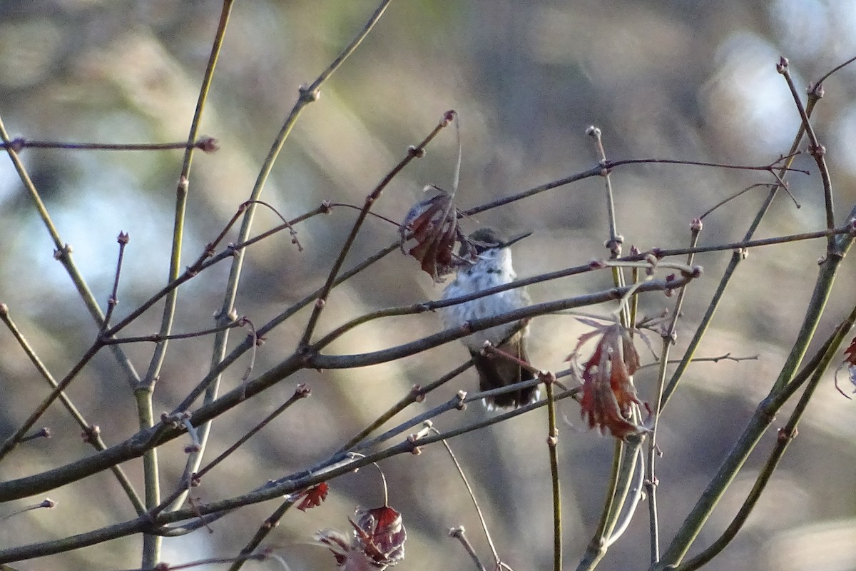 Calliope Hummingbird - ML619733536