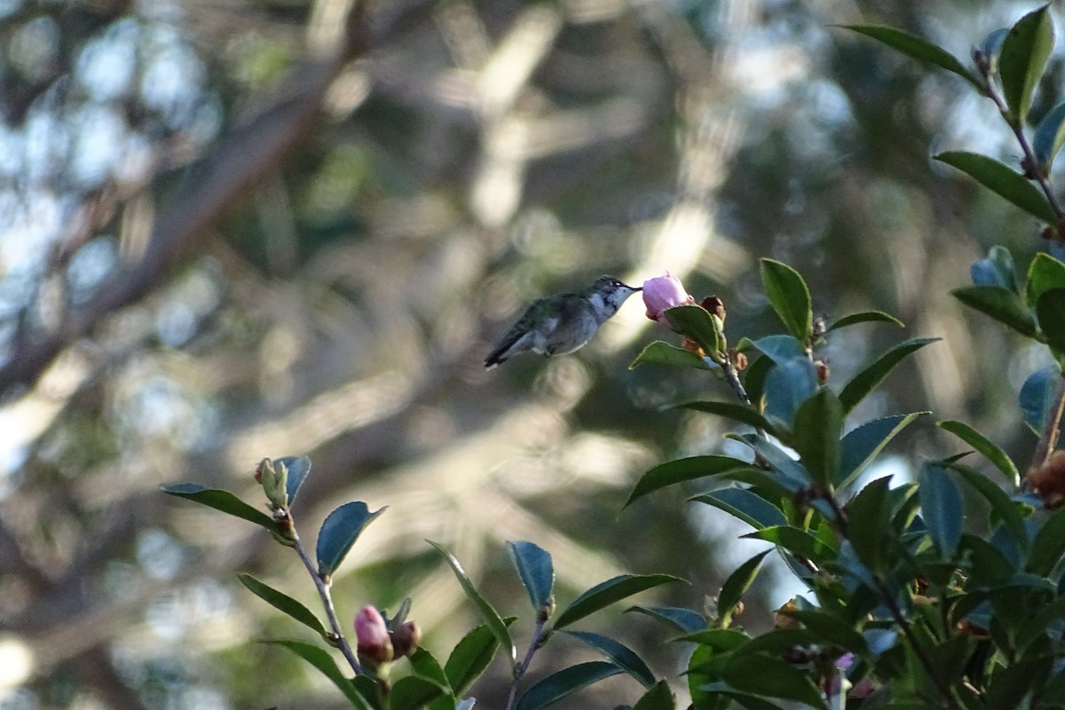 Calliope Hummingbird - ML619733537