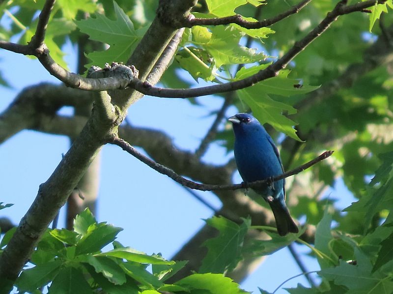 Indigo Bunting - ML619733558