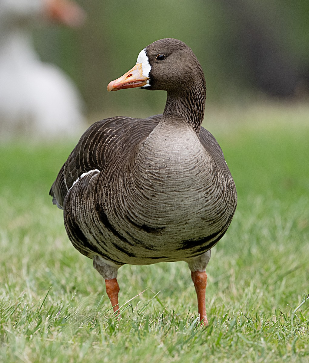 Greater White-fronted Goose - ML619733565