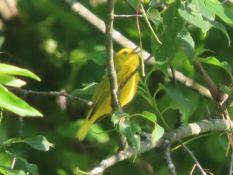 Yellow Warbler - ML619733567