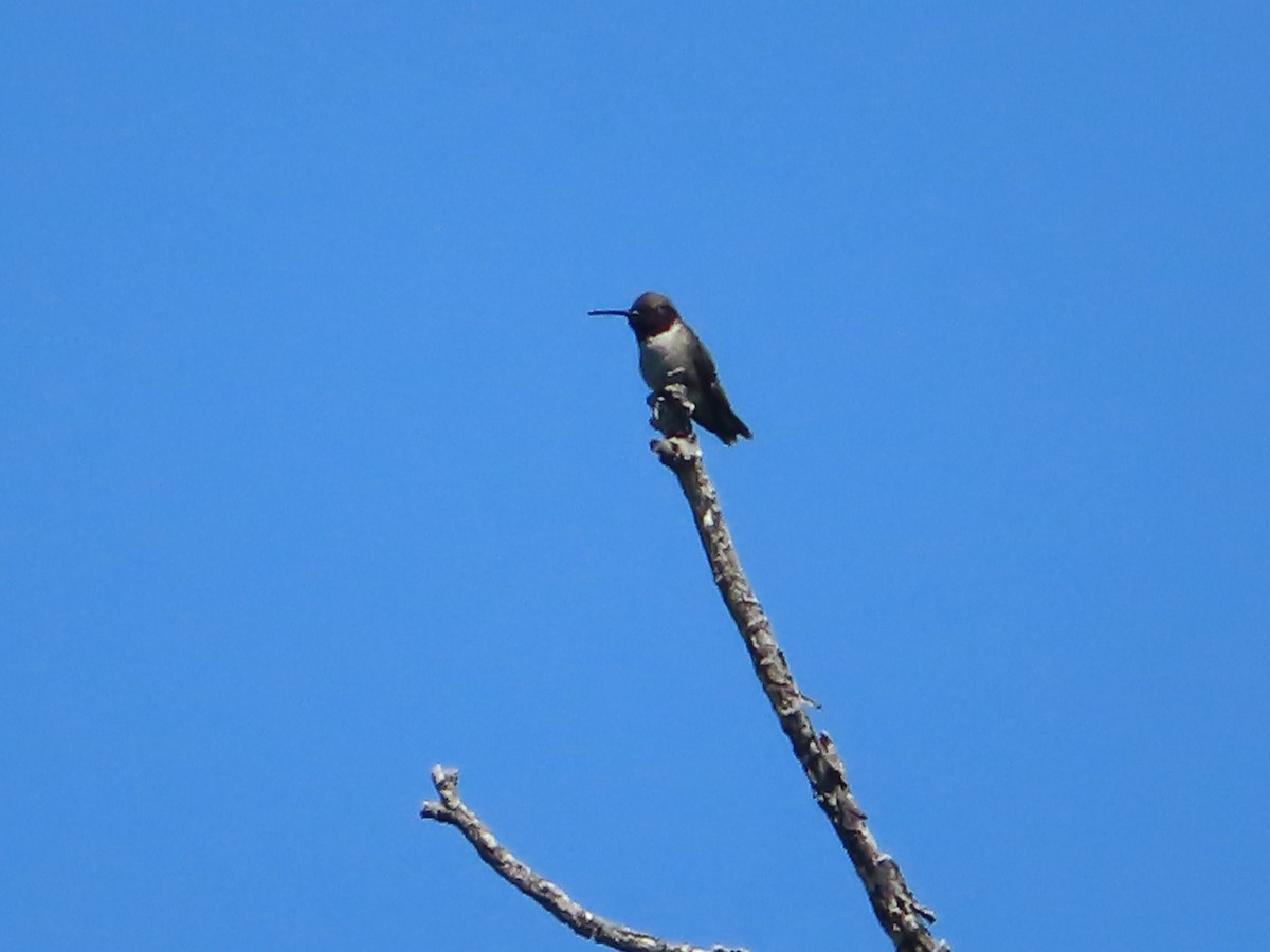 Black-chinned Hummingbird - ML619733591