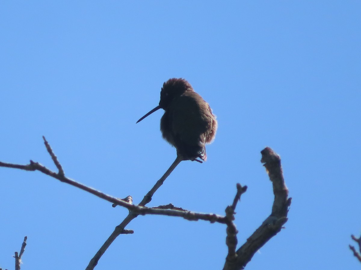 Black-chinned Hummingbird - ML619733592