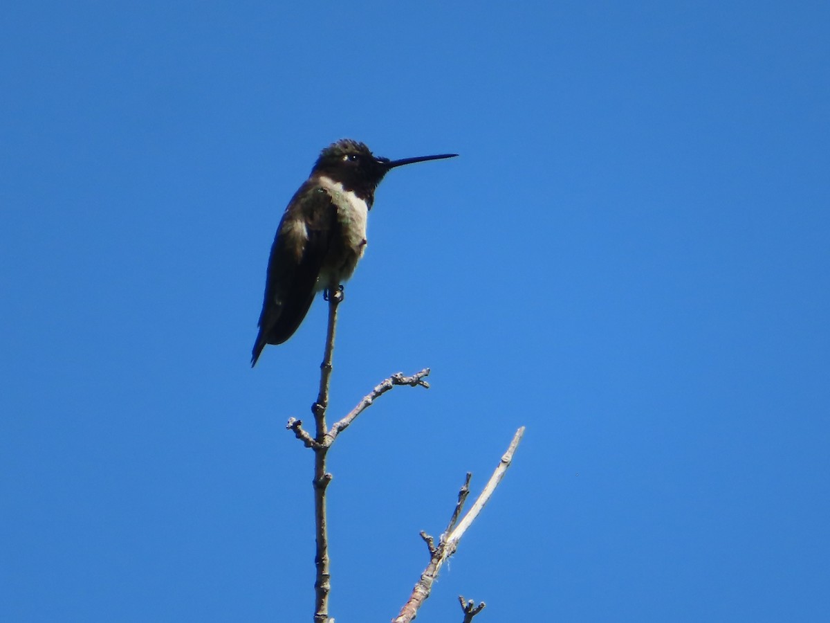 Black-chinned Hummingbird - ML619733593