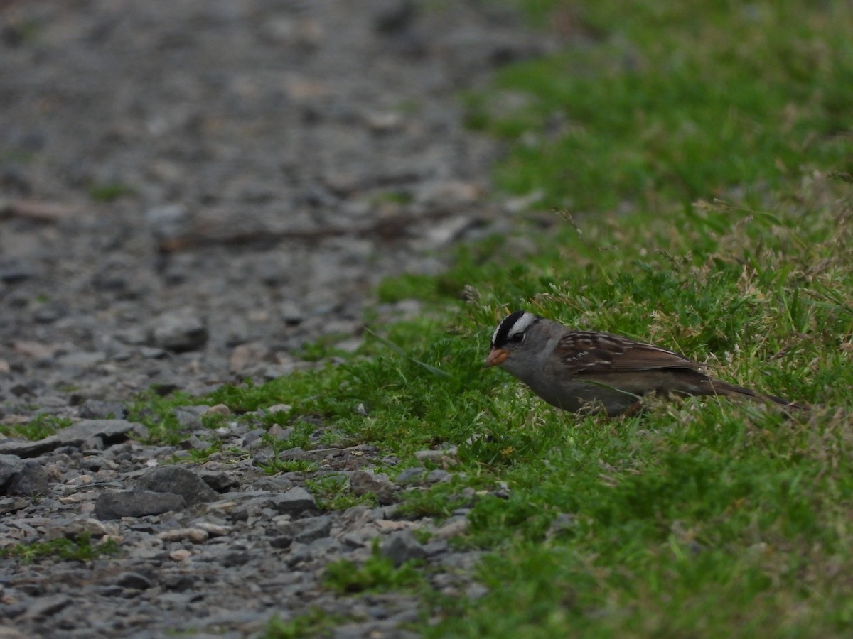 White-crowned Sparrow - ML619733612