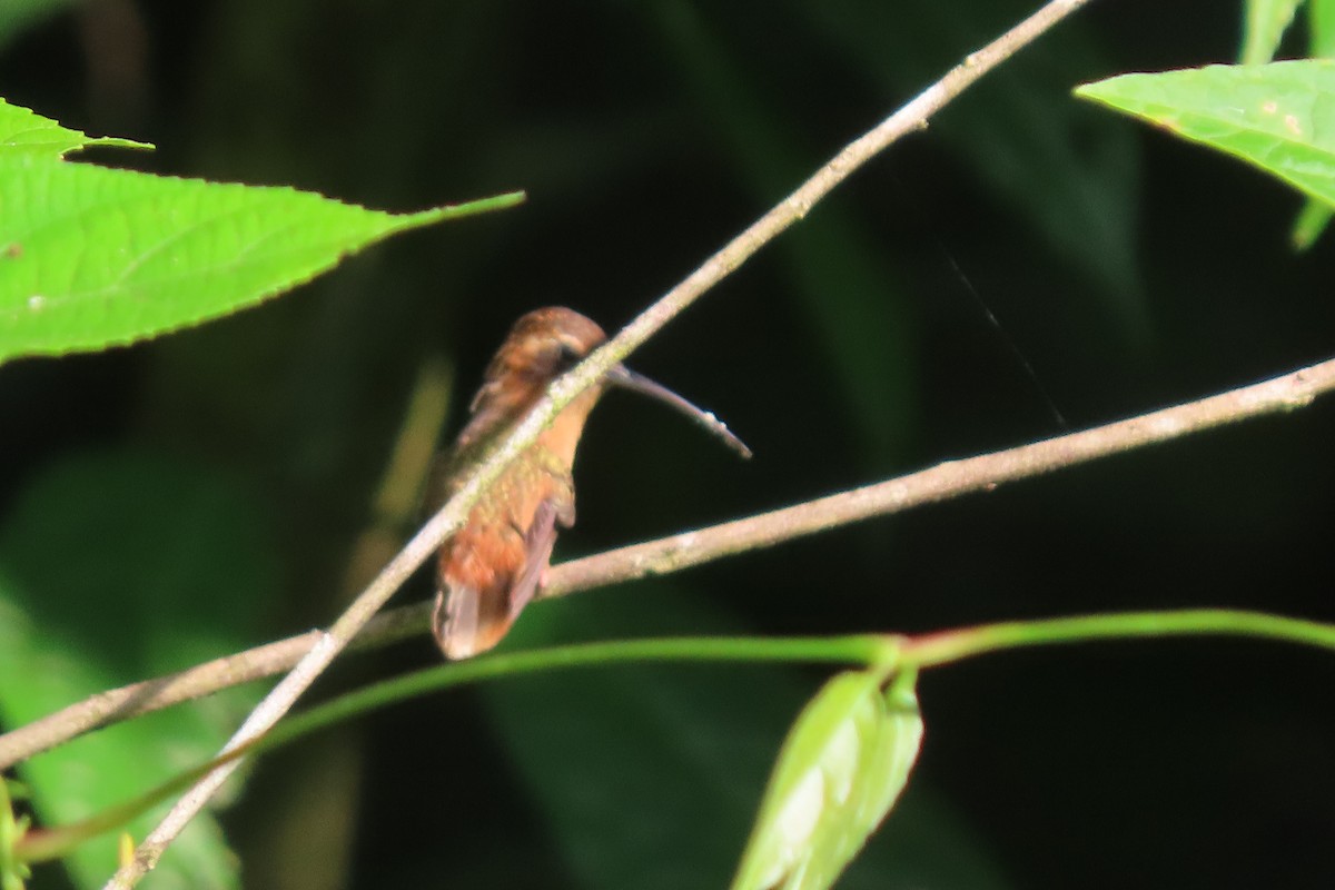 Stripe-throated Hermit - ML619733638