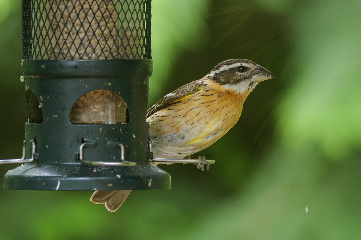 Black-headed Grosbeak - ML619733646