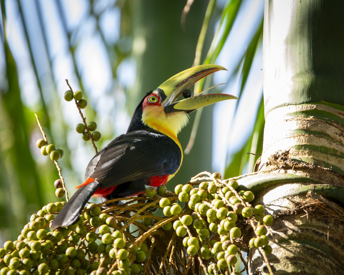 Red-breasted Toucan - ML619733651