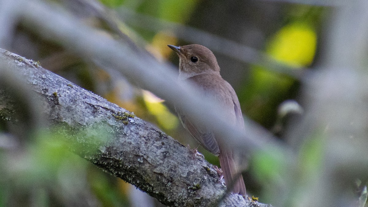 Thrush Nightingale - ML619733652