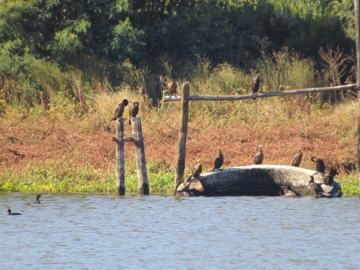 Neotropic Cormorant - Andrea Vergara Diaz