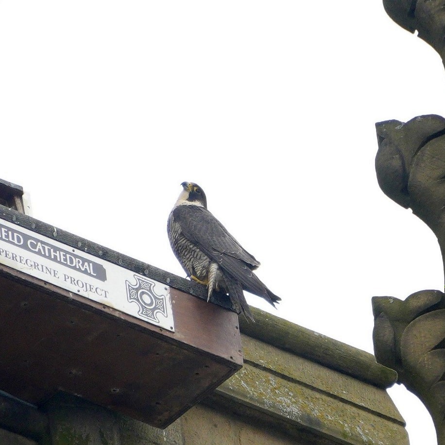 Peregrine Falcon - ML619733667