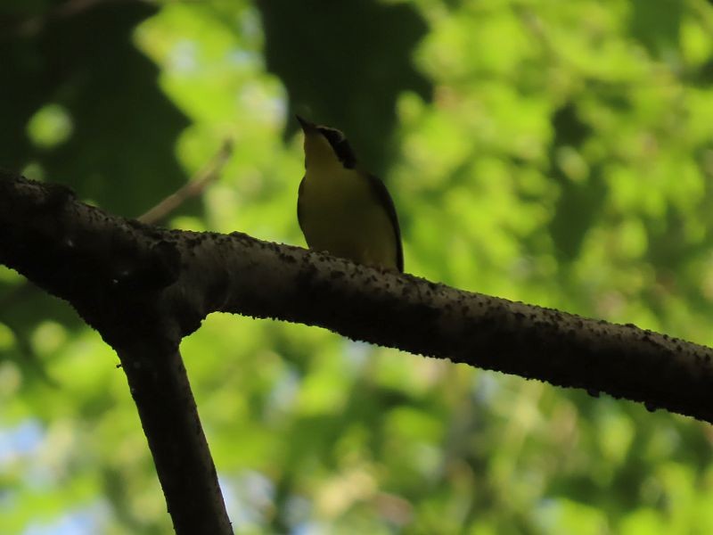 Kentucky Warbler - Tracy The Birder