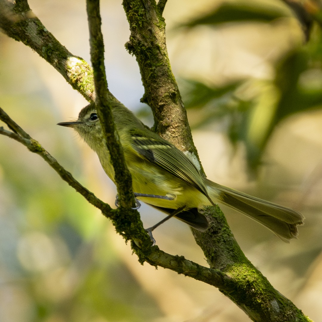 Mottle-cheeked Tyrannulet - Caio Osoegawa