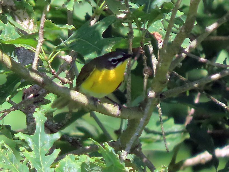 Yellow-breasted Chat - ML619733681