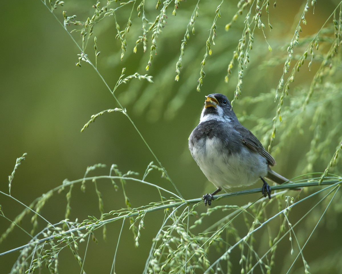 Double-collared Seedeater - ML619733691