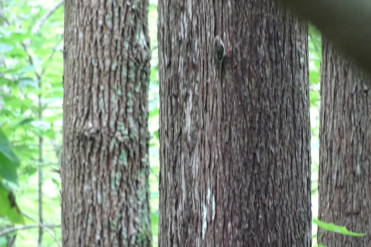 Brown Creeper - Maeve and Joey Coker