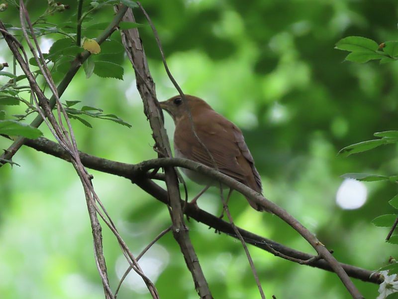 Veery - ML619733700