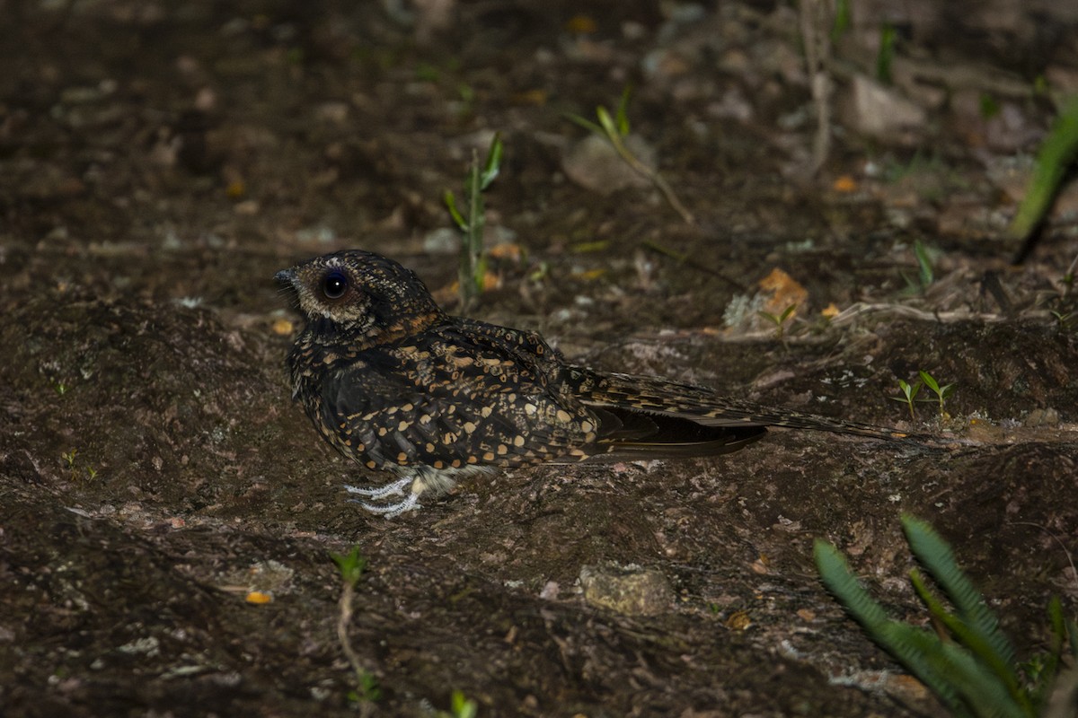 Long-trained Nightjar - ML619733716