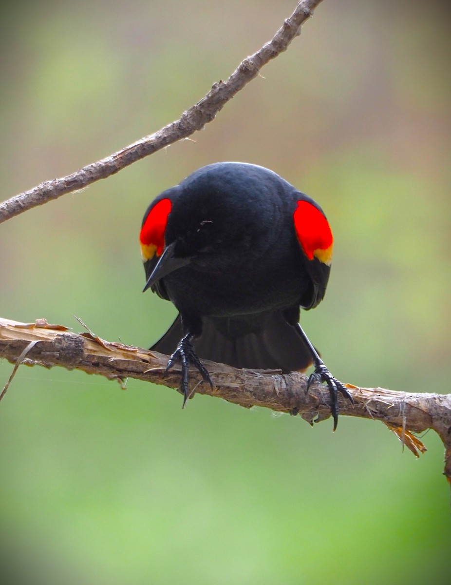 Red-winged Blackbird - ML619733761