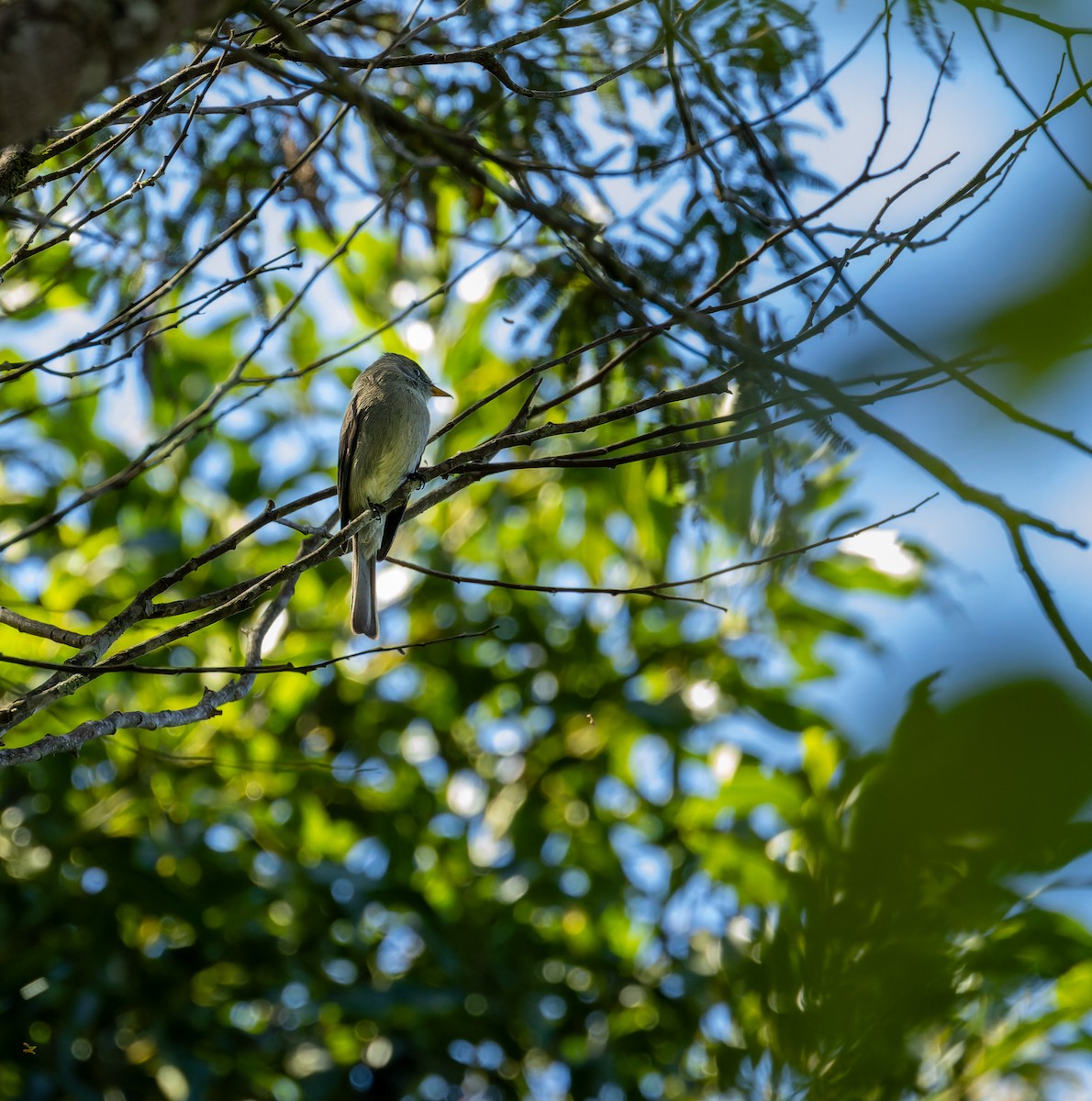 Southern Tropical Pewee - ML619733765