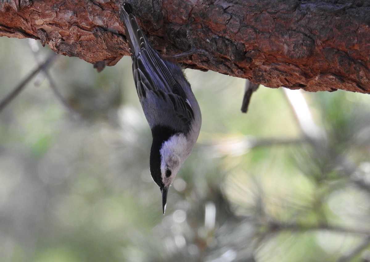 White-breasted Nuthatch - ML619733783