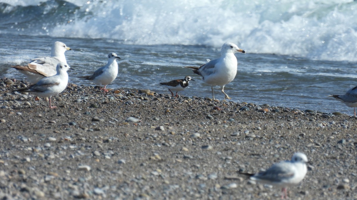 Ruddy Turnstone - ML619733792