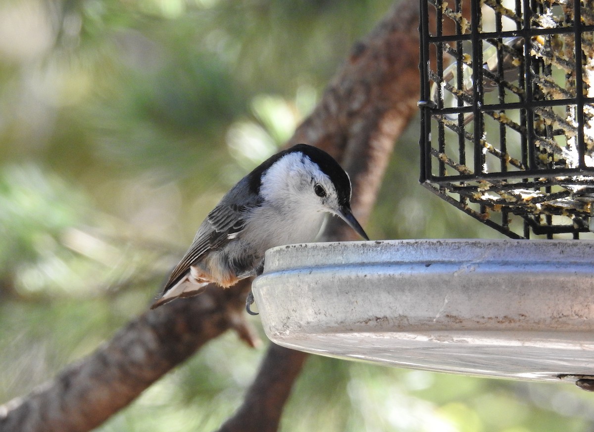 White-breasted Nuthatch - ML619733793