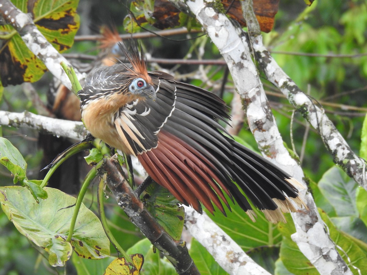 Hoatzin - ML619733803