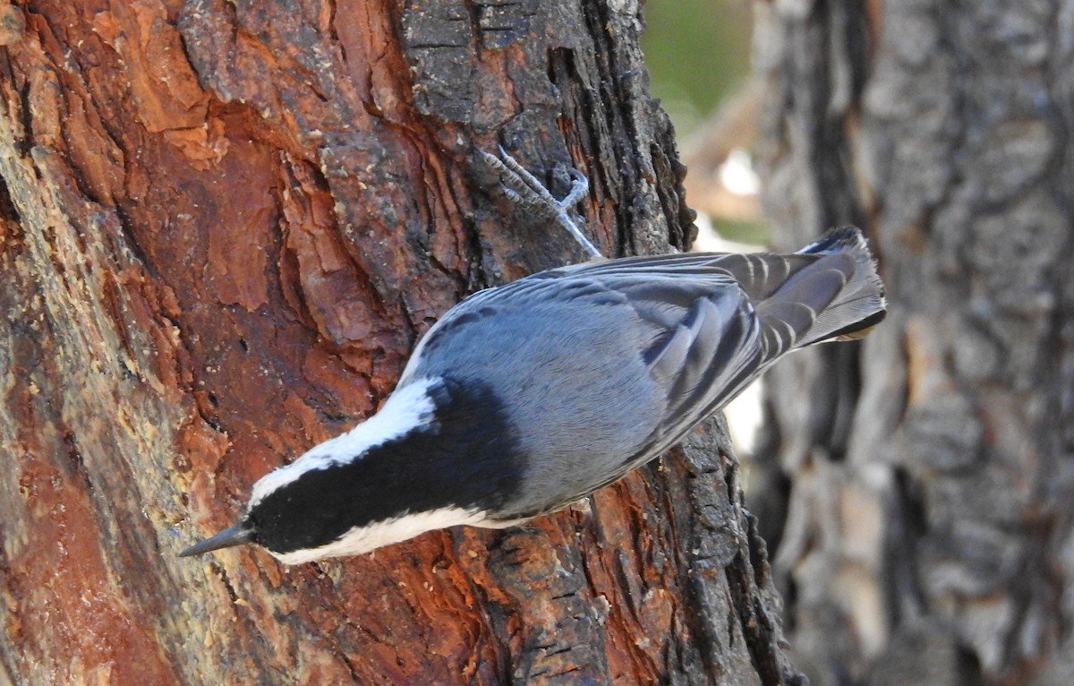 White-breasted Nuthatch - ML619733808