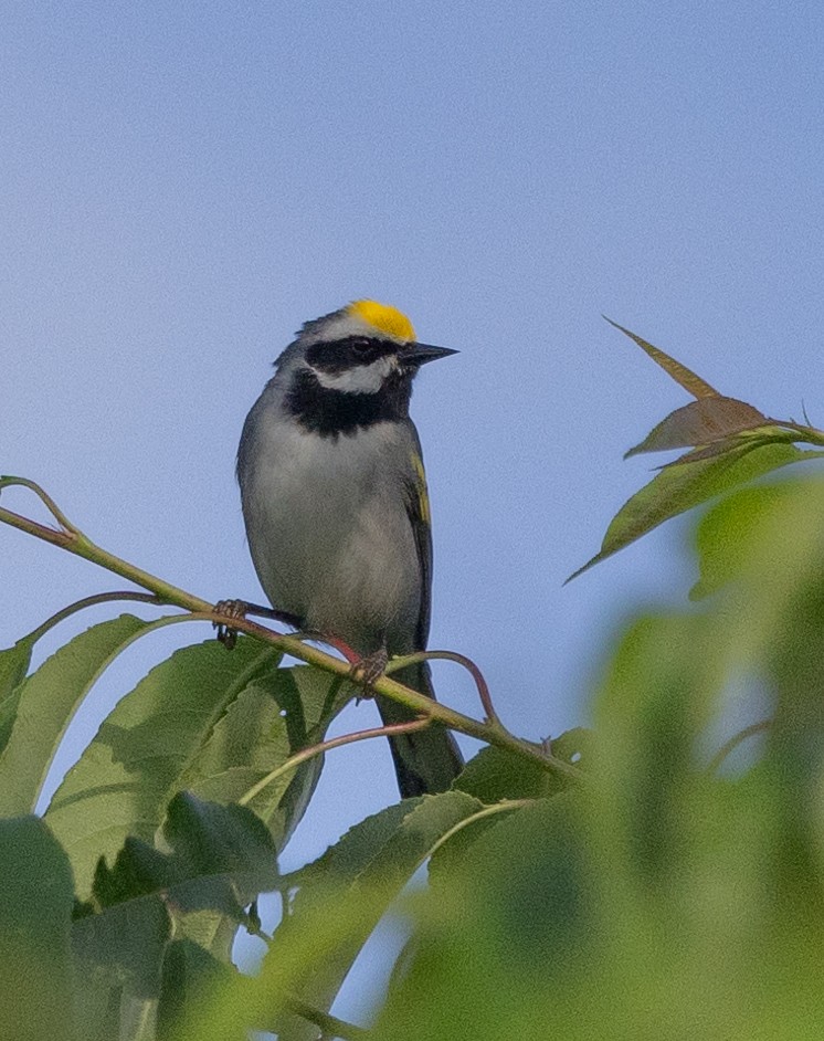 Golden-winged Warbler - ML619733833