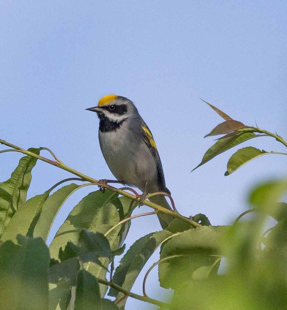 Golden-winged Warbler - ML619733834