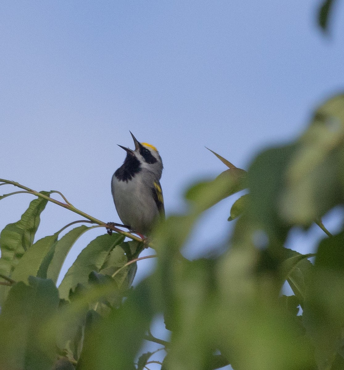 Golden-winged Warbler - ML619733835