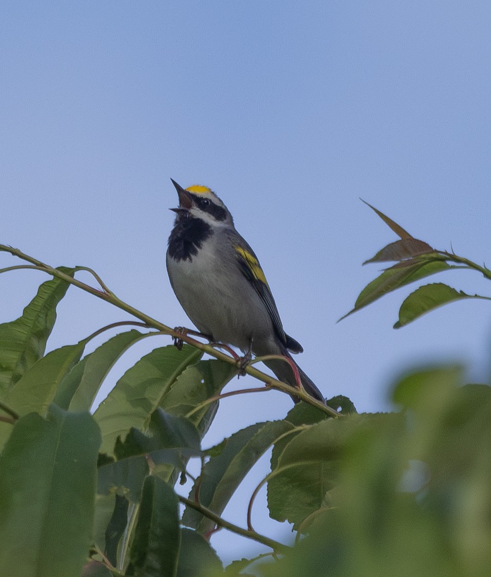 Golden-winged Warbler - ML619733836