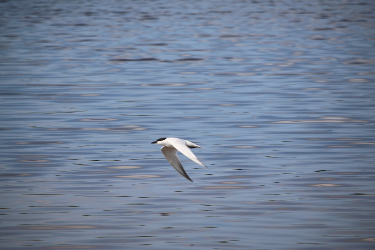 Gull-billed Tern - Erika Zambello